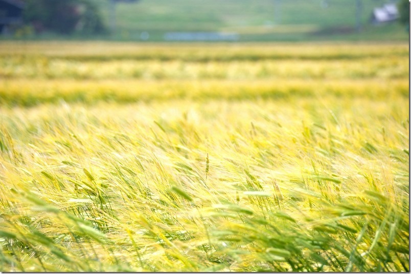 糸島こころ旅のゴール、井原1号墳から見える景色・麦畑 糸島こころ旅のゴール、井原1号墳から見える景色・麦畑