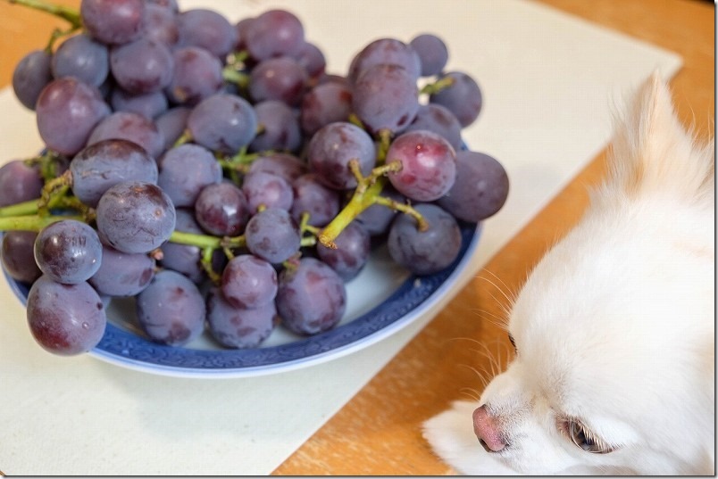 金武「ぶどう園」の巨峰と犬