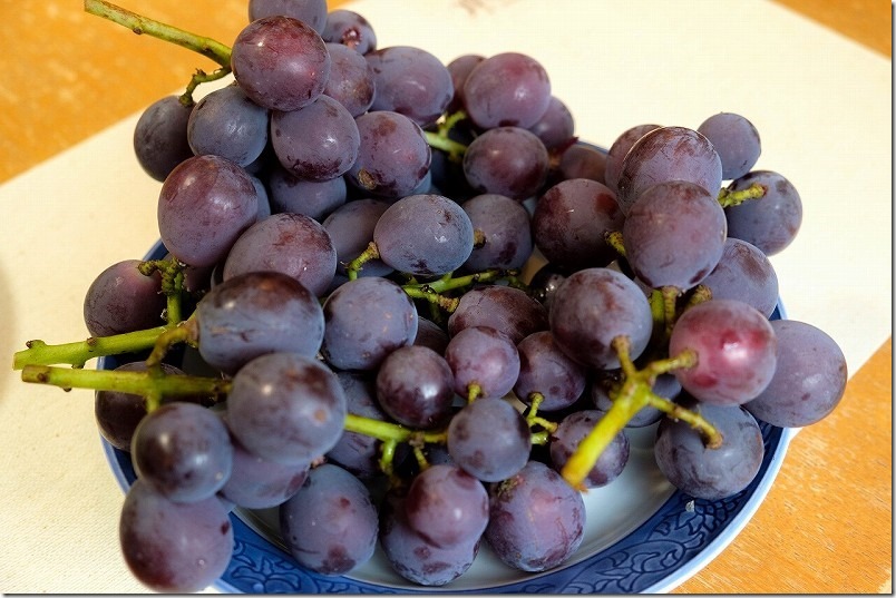 金武「ぶどう園」の巨峰