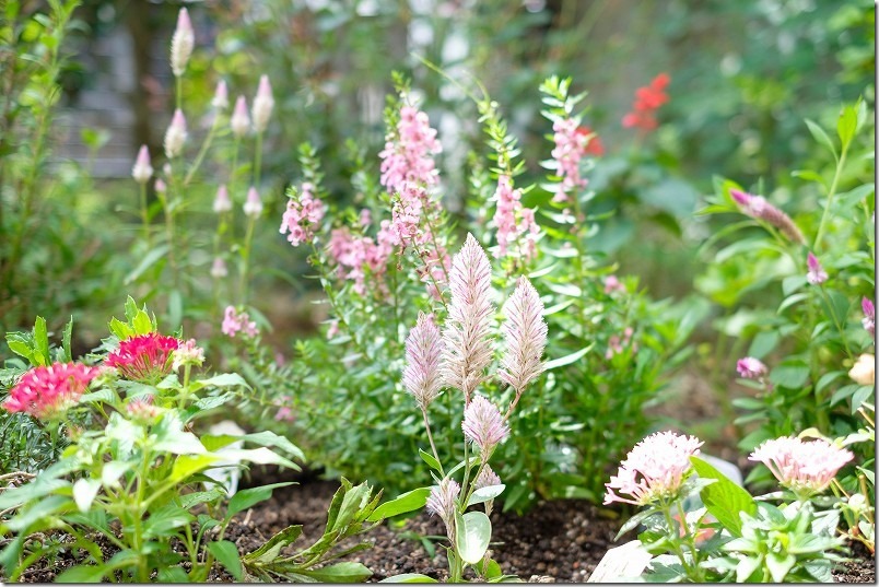 エフェクトで買った草花、ピンク系。夏・秋 エフェクトで買った草花、ピンク系。夏・秋