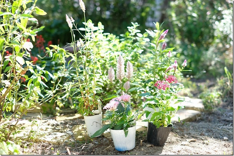 エフェクトで買った草花 エフェクトで買った草花