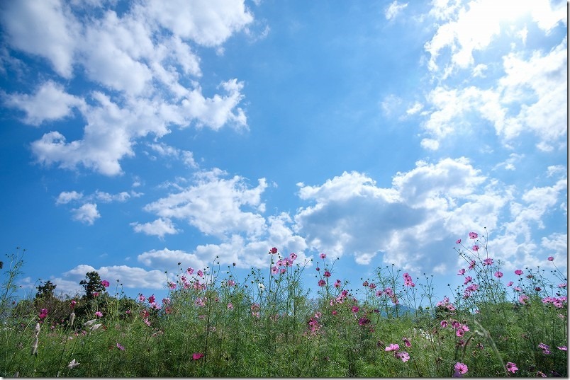 平原歴史公園のコスモス畑,開花状況,糸島