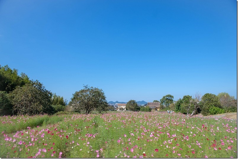 平原歴史公園のコスモス畑