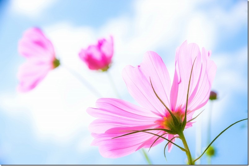 平原歴史公園のコスモス