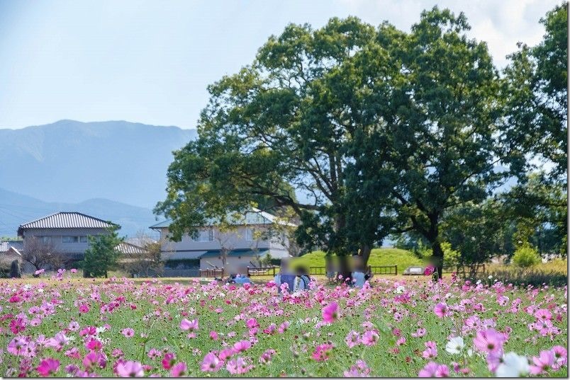 平原歴史公園のコスモス畑