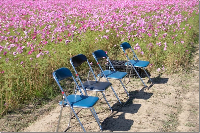 糸島・今津中田のコスモス畑の最上段の鑑賞席