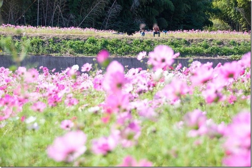 糸島・今津中田のコスモス畑の最上段にはベンチや椅子も