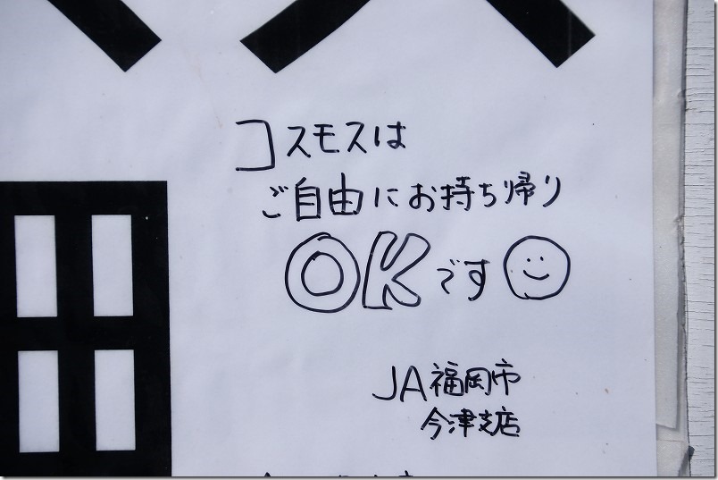 糸島・今津中田のコスモス畑で花摘み体験、持ち帰り自由