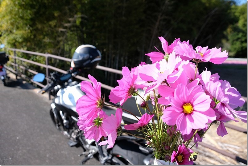 糸島・今津中田のコスモス畑で花摘みさせて貰いました