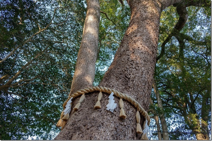 飯盛神社の境内を散策、養老の大楠 飯盛神社の境内を散策、養老の大楠