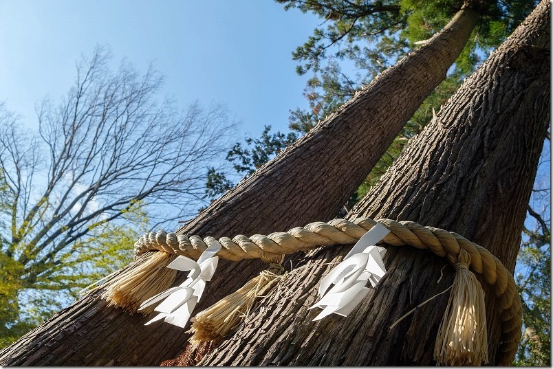 飯盛神社、夫婦杉 飯盛神社、夫婦杉