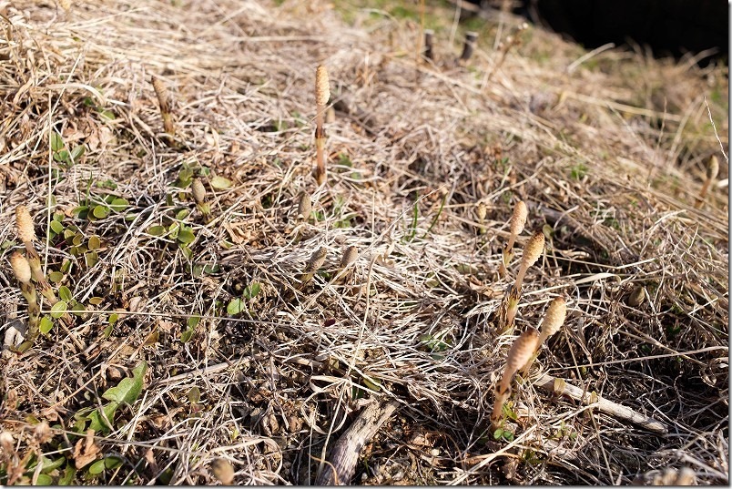 糸島でツクシ摘み、集団で生えてます