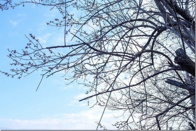 糸島、小富士梅林の開花状況2022 糸島、小富士梅林の開花状況2022