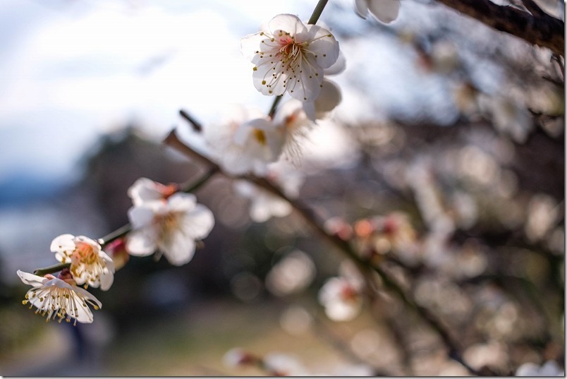 糸島、小富士梅林の開花状況2022 糸島、小富士梅林の開花状況2022