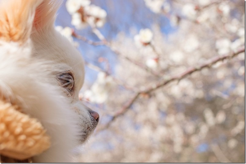 糸島、小富士梅林を犬と散歩 糸島、小富士梅林を犬と散歩