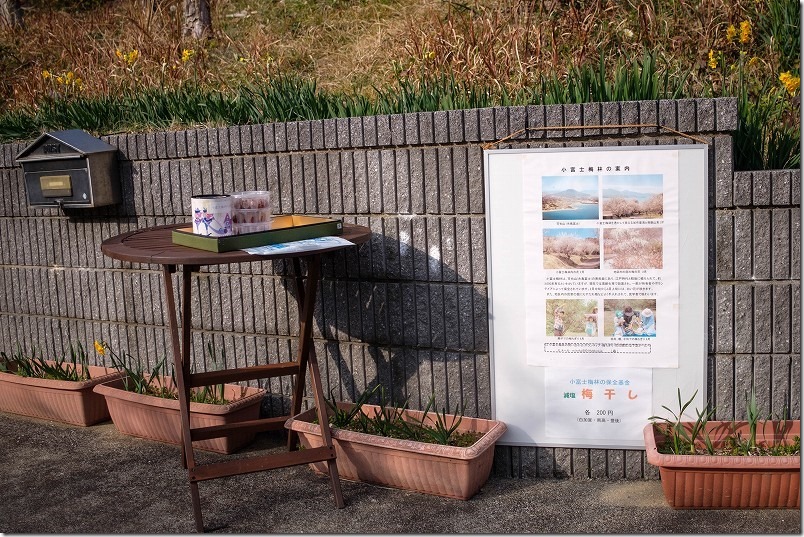 糸島、小富士梅林の梅 糸島、小富士梅林の梅