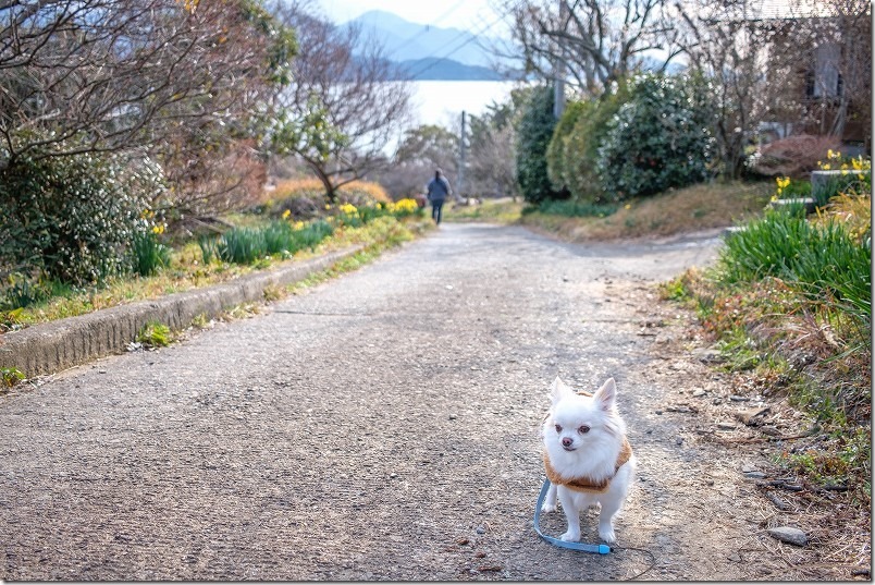 糸島、小富士梅林の水仙と梅 糸島、小富士梅林の水仙と梅