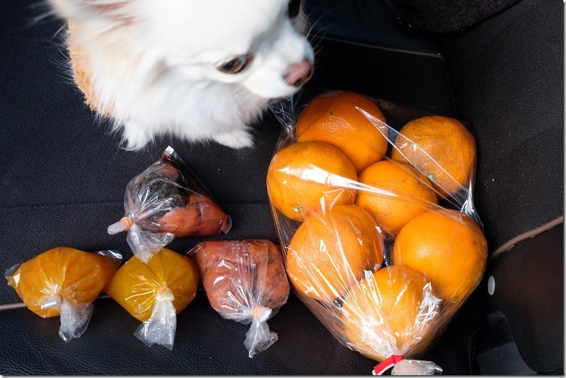 糸島、小富士梅林の梅とジャムを購入 糸島、小富士梅林の梅とジャムを購入