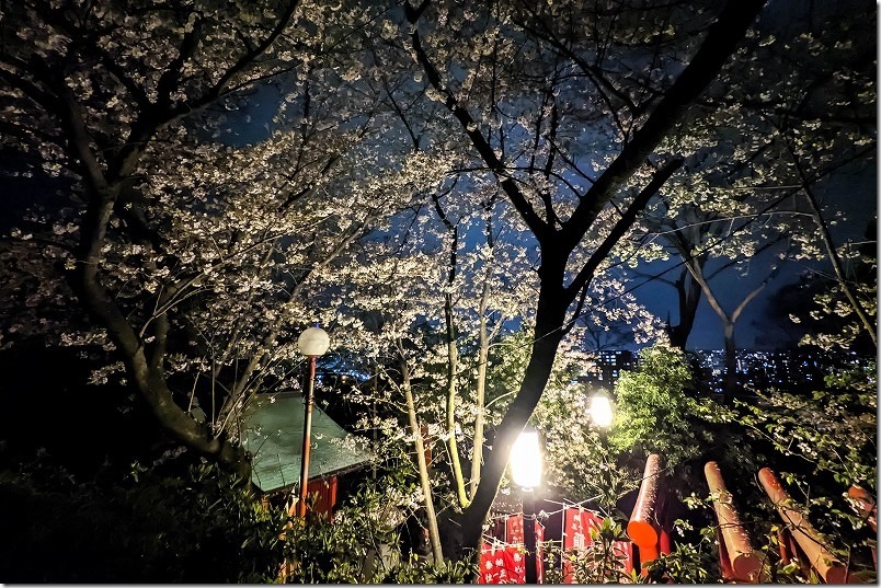 愛宕神社の桜開花状況 愛宕神社の桜開花状況
