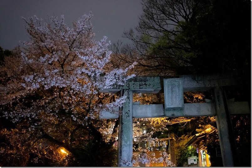 愛宕神社の夜桜 愛宕神社の夜桜