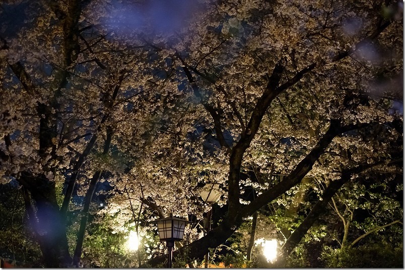 愛宕神社の桜開花状況 愛宕神社の桜開花状況