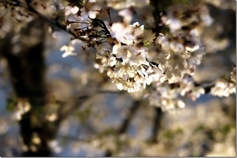 愛宕神社の夜桜、街灯に浮かぶ夜桜 愛宕神社の夜桜、街灯に浮かぶ夜桜