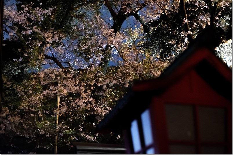 愛宕神社の夜桜、満開 愛宕神社の夜桜、満開