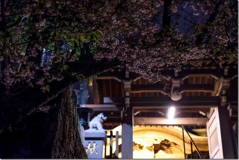 愛宕神社の夜桜、門と桜 愛宕神社の夜桜、門と桜