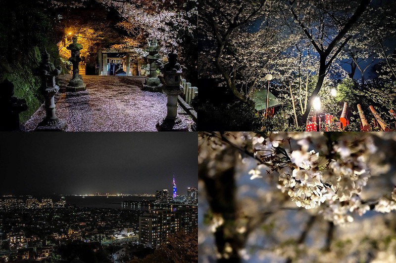 愛宕神社の夜桜2022、開花状況