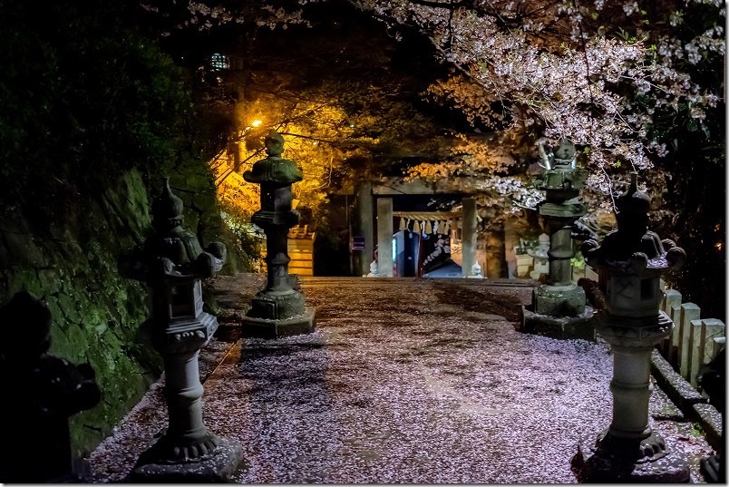 愛宕神社の夜桜、散った桜道 愛宕神社の夜桜、散った桜道