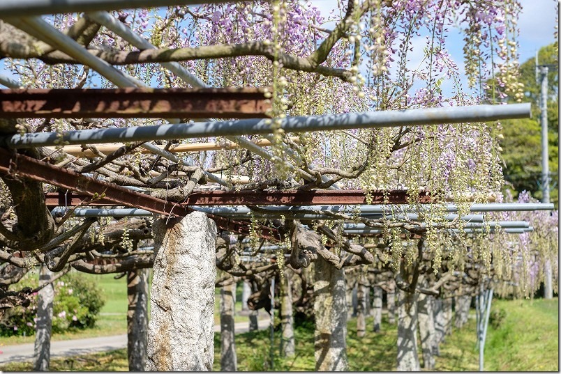 糸島,宇美八幡宮の藤棚の開花状況2022 糸島,宇美八幡宮の藤棚の開花状況2022