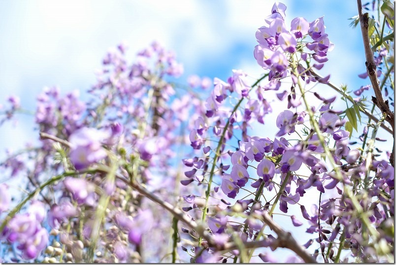 糸島,宇美八幡宮の藤棚の開花状況2022 糸島,宇美八幡宮の藤棚の開花状況2022
