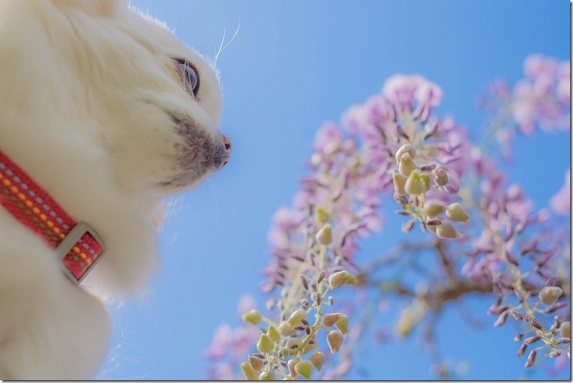 糸島,宇美八幡宮の藤棚とチワワ(犬) 糸島,宇美八幡宮の藤棚とチワワ(犬)
