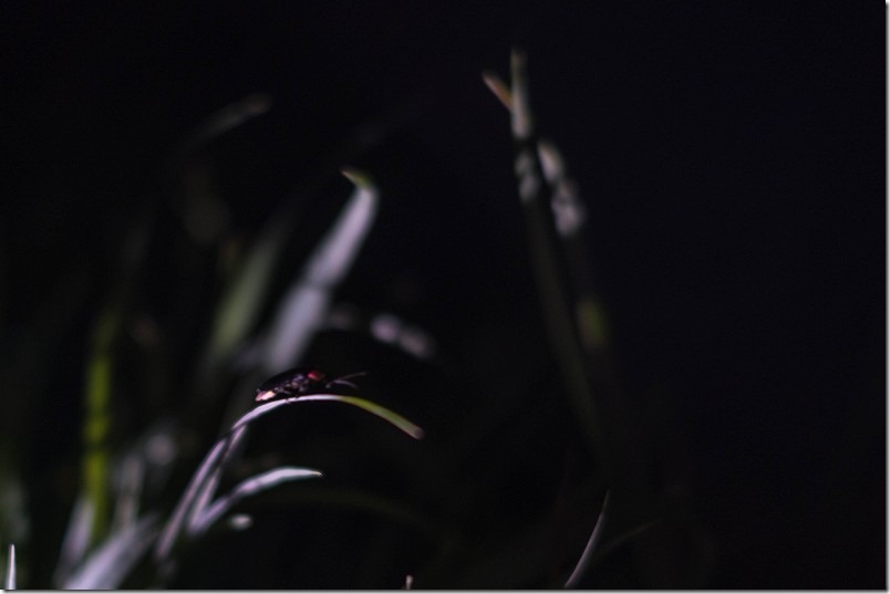 糸島のホタル、2022 糸島のホタル、2022