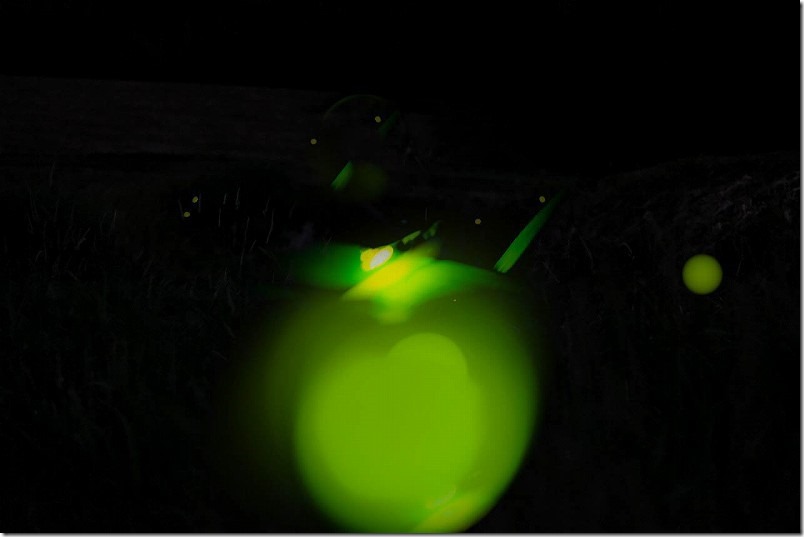 糸島のホタル、2022 糸島のホタル、2022