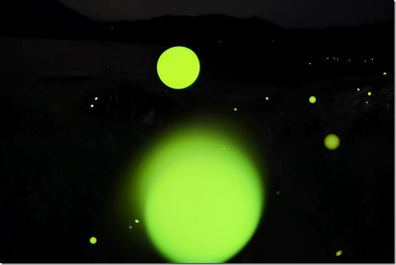 糸島のホタル、2022 糸島のホタル、2022