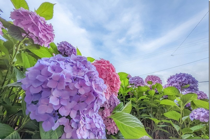 糸島、あじさい寺「ヲベタ清正公堂」の紫陽花と青空 糸島、あじさい寺「ヲベタ清正公堂」の紫陽花と青空