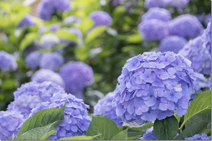 糸島、あじさい寺「ヲベタ清正公堂」の満開の紫陽花 糸島、あじさい寺「ヲベタ清正公堂」の満開の紫陽花