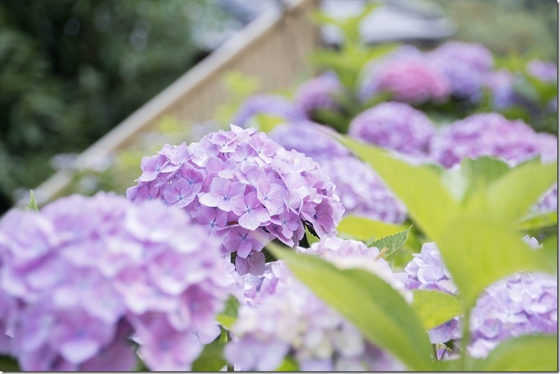 糸島、あじさい寺「ヲベタ清正公堂」の満開の紫陽花 2022年 糸島、あじさい寺「ヲベタ清正公堂」の満開の紫陽花 2022年