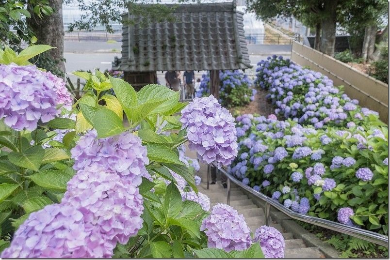 糸島、あじさい寺「ヲベタ清正公堂」の満開のあじさい 糸島、あじさい寺「ヲベタ清正公堂」の満開のあじさい