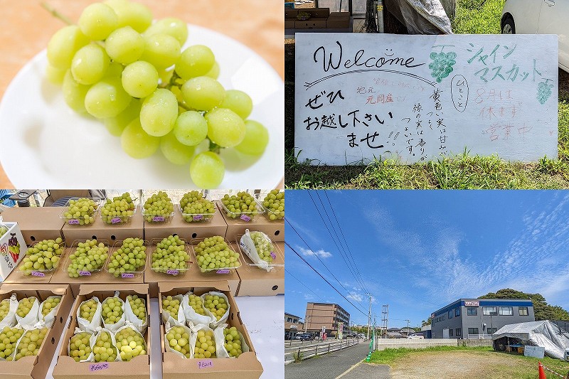 糸島　シャインマスカット直売所（価格・場所）