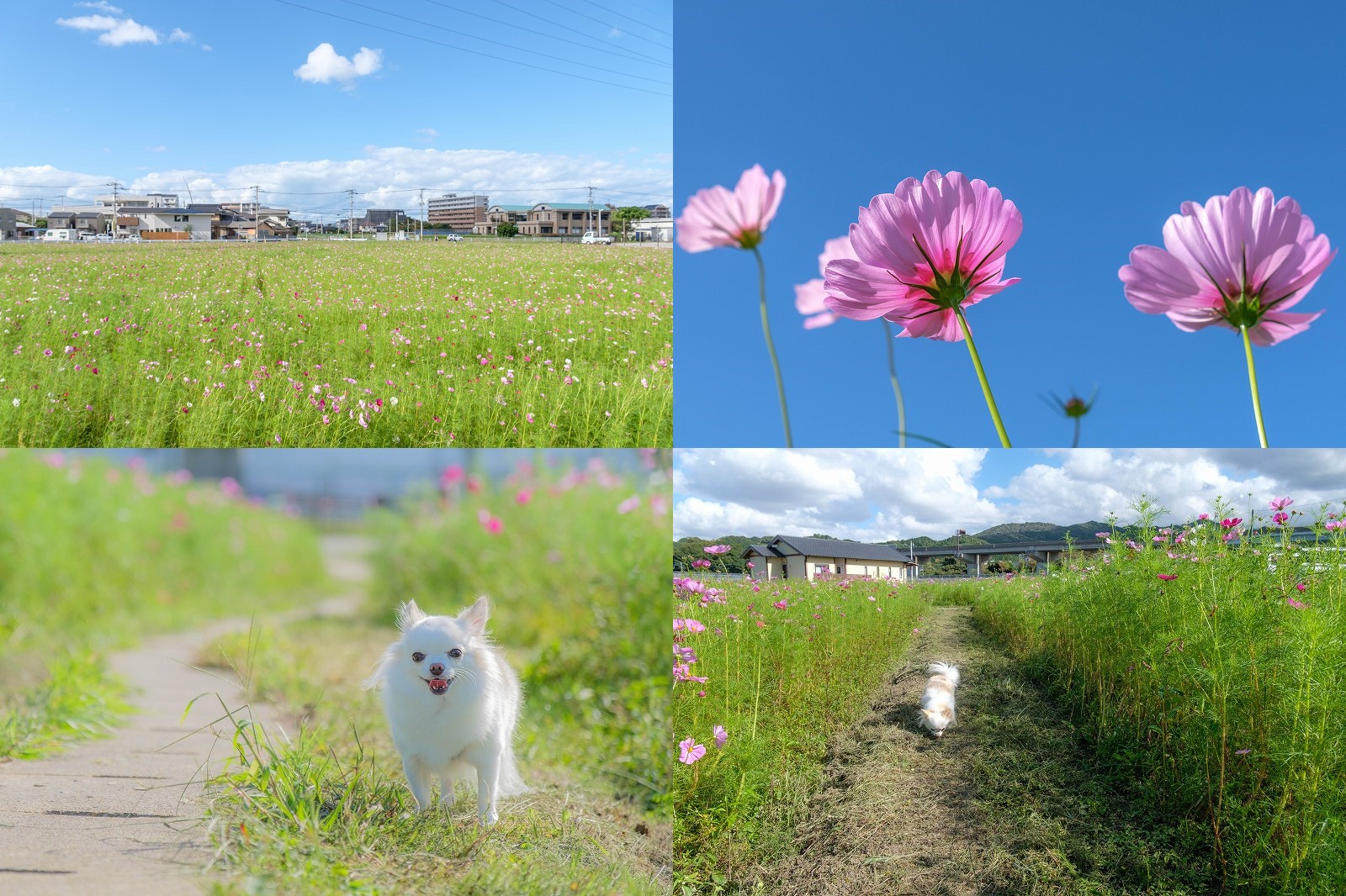 周船寺駅近くのコスモス畑（周船寺ふれあい花広場） 2022