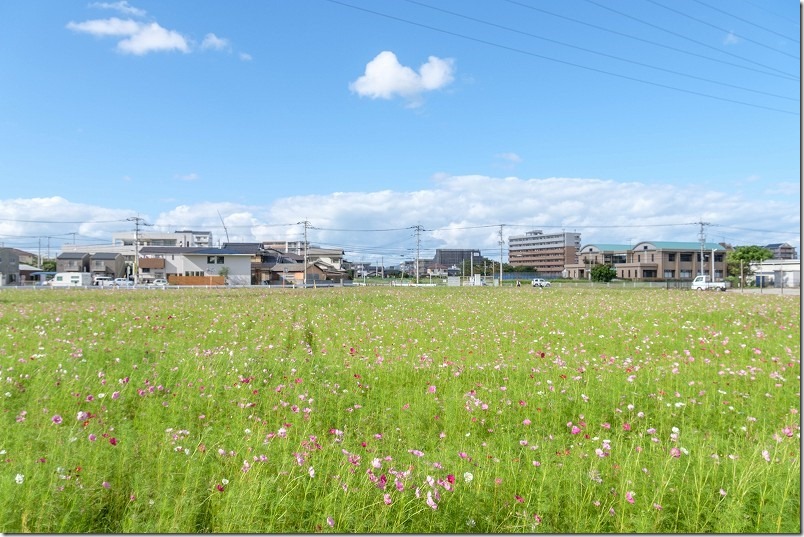 周船寺駅近くのコスモス畑、開花状況2022