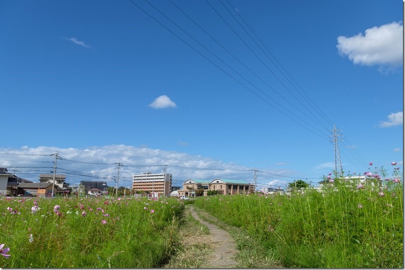 周船寺駅近くのコスモス畑を散策