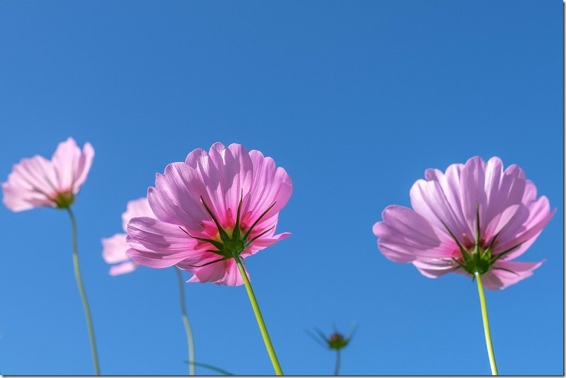 周船寺駅近くのコスモス畑、青空とコスモス