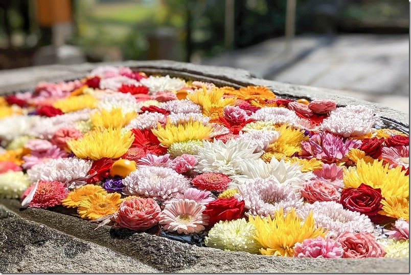 糸島 宇美八幡宮の花手水【糸島市川付】 2022/11 糸島 宇美八幡宮の花手水【糸島市川付】 2022/11