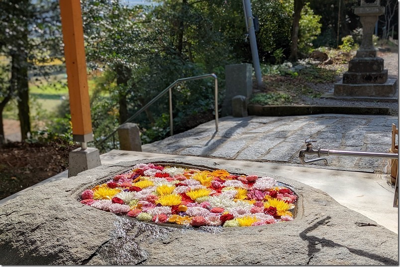 糸島 宇美八幡宮の花手水【糸島市川付】 2022/11 糸島 宇美八幡宮の花手水【糸島市川付】 2022/11