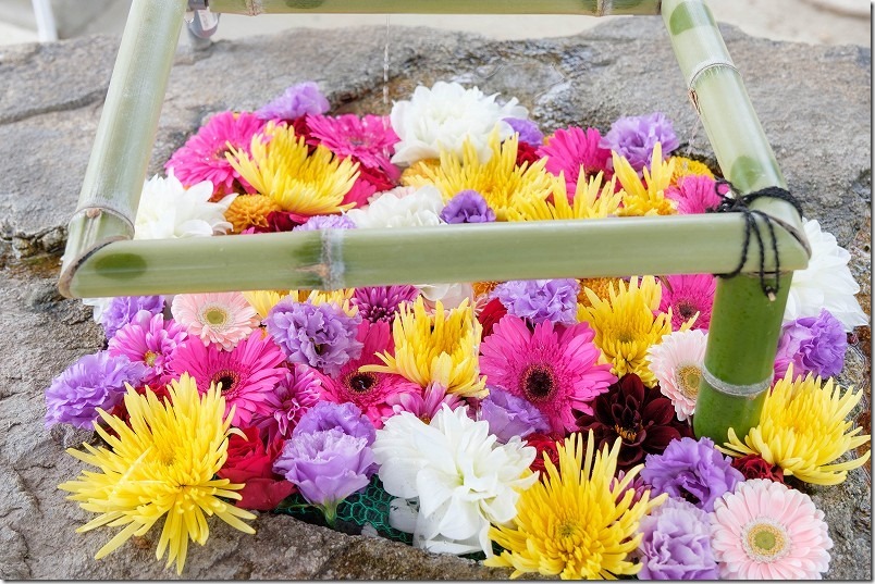 糸島 産宮神社の花手水【糸島市波多江】 2022/11 糸島 産宮神社の花手水【糸島市波多江】 2022/11