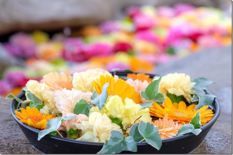 糸島 深江神社の花手水【糸島市二丈深江】 2022/11 糸島 深江神社の花手水【糸島市二丈深江】 2022/11