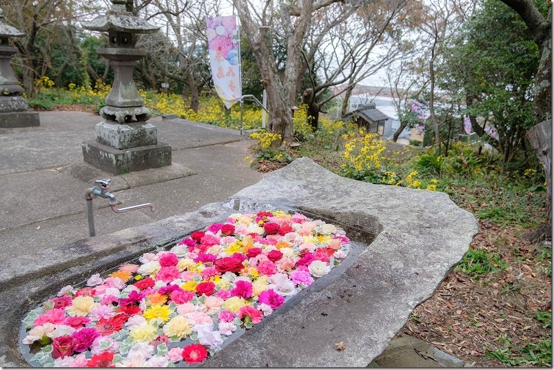 糸島 鎮懐石八幡宮の花手水【糸島市二丈深江】 2022/11 糸島 鎮懐石八幡宮の花手水【糸島市二丈深江】 2022/11